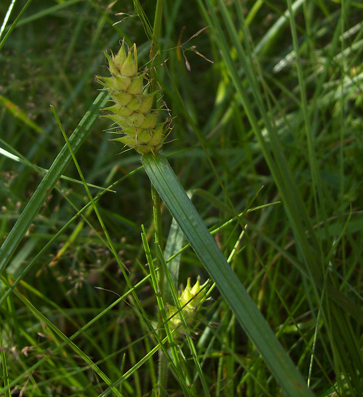 Image of Carex hirta specimen.