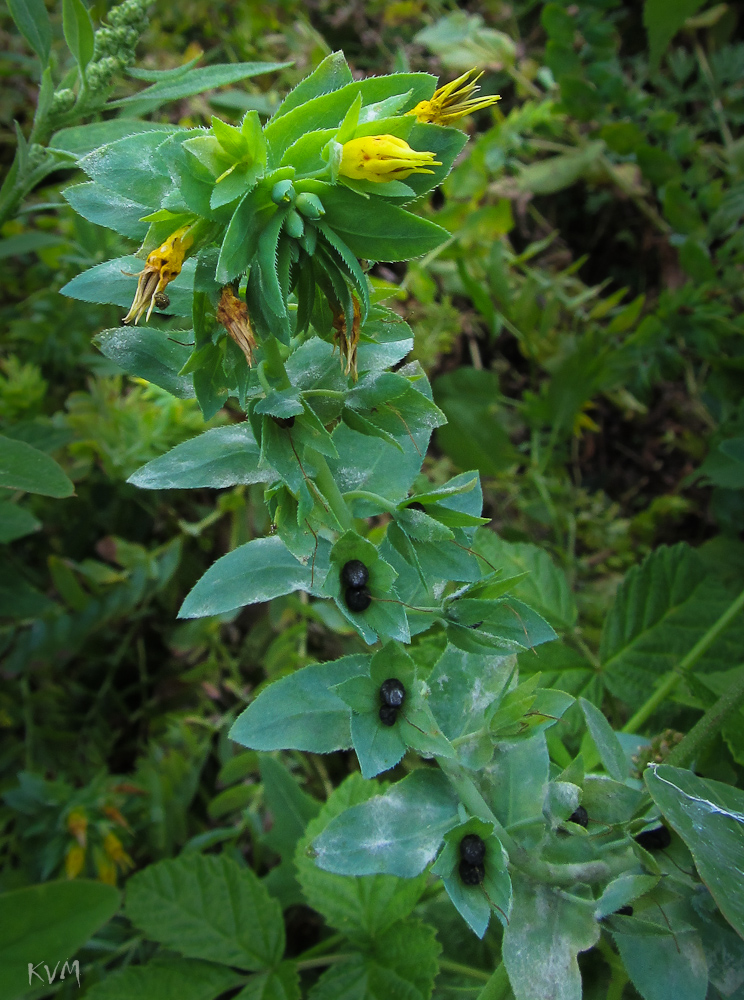 Image of Cerinthe minor specimen.