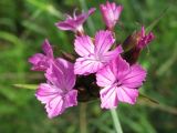 Dianthus andrzejowskianus