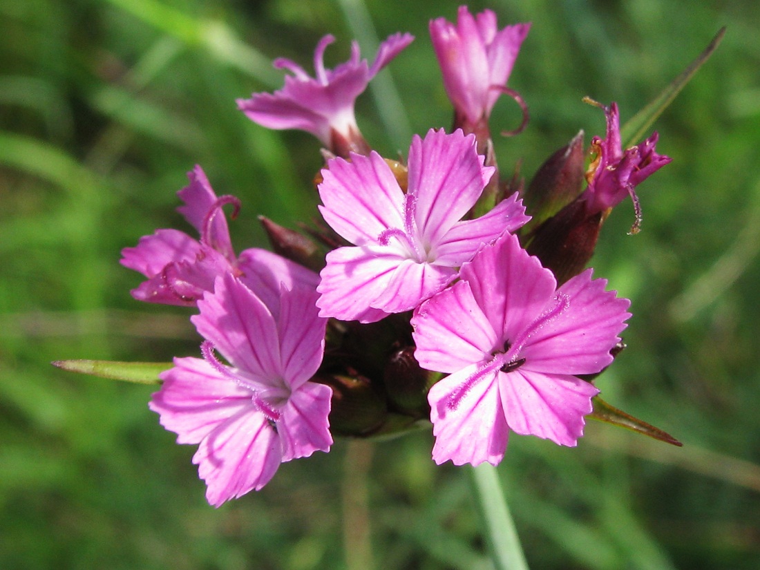 Image of Dianthus andrzejowskianus specimen.