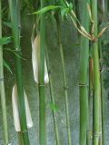 Semiarundinaria fastuosa