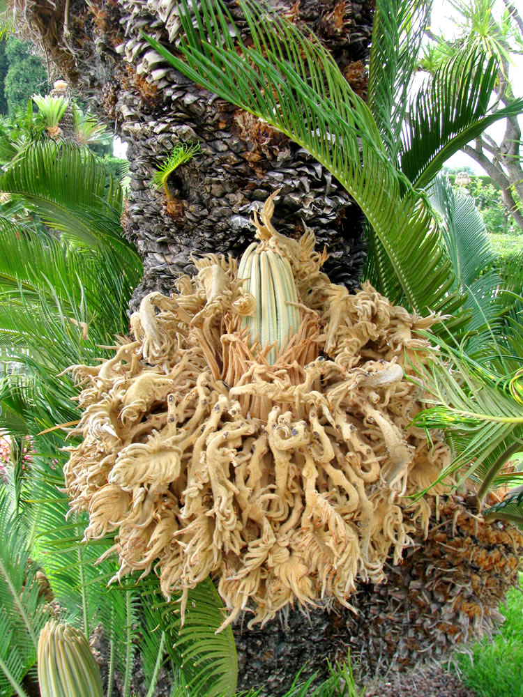 Изображение особи Cycas revoluta.