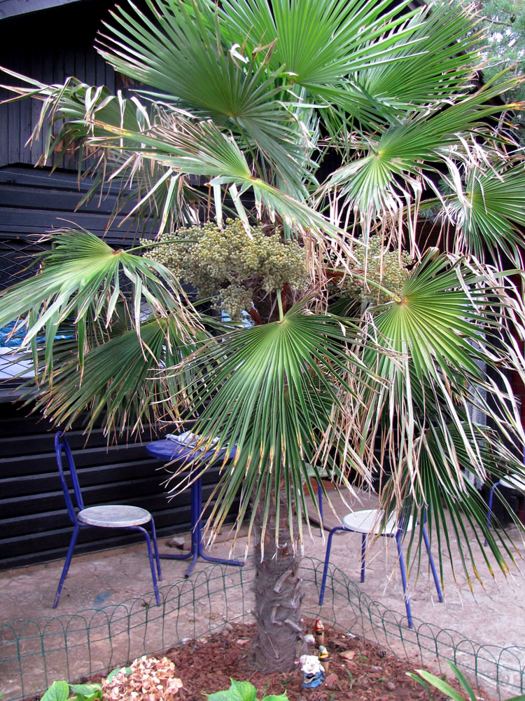 Image of Trachycarpus fortunei specimen.