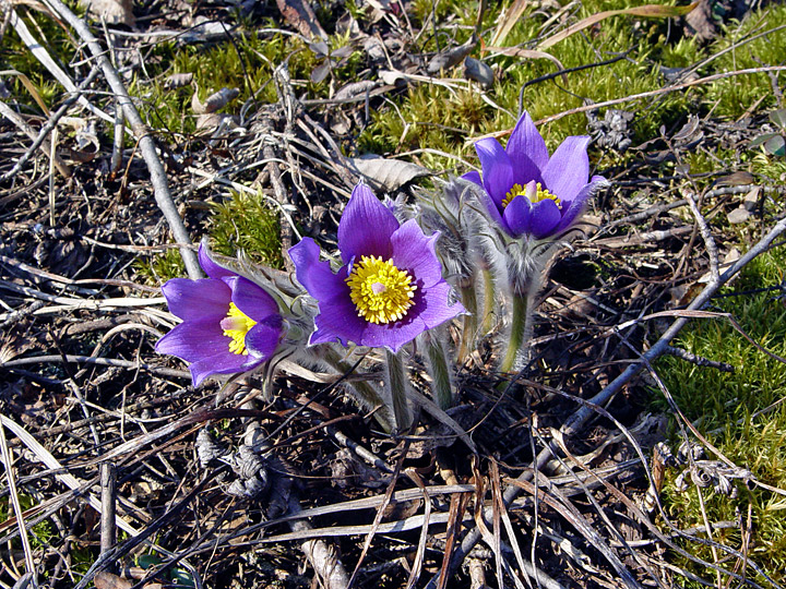 Изображение особи Pulsatilla patens.