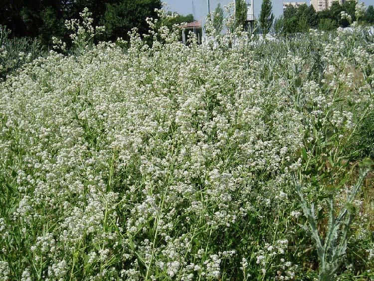 Изображение особи Lepidium latifolium.