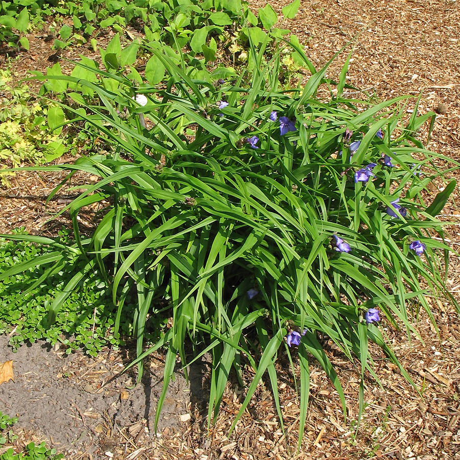 Image of Tradescantia virginiana specimen.