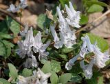 Corydalis repens