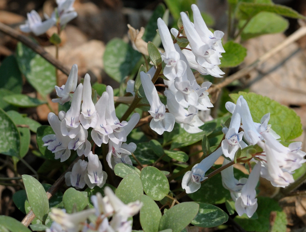 Image of Corydalis repens specimen.