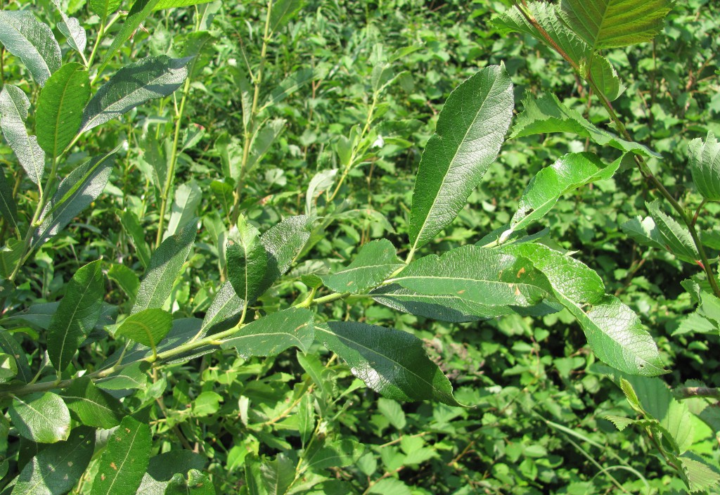 Image of Salix × laurina specimen.