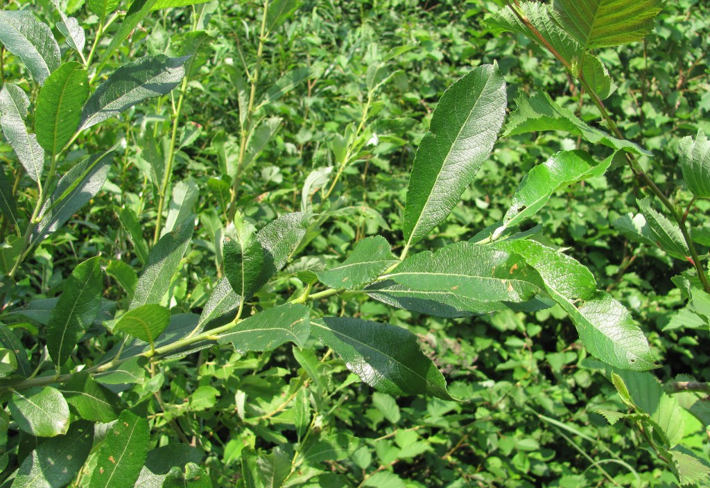 Image of Salix &times; laurina specimen.