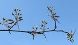 Amelanchier laevis