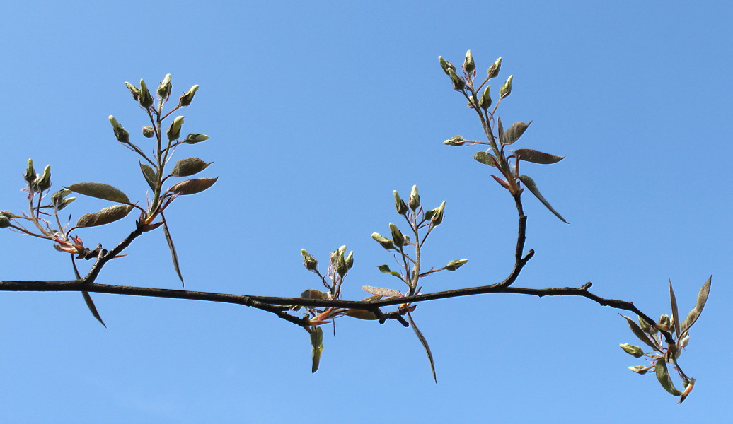 Image of Amelanchier laevis specimen.