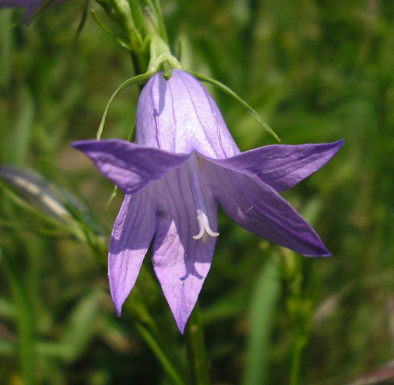 Image of Campanula rapunculus specimen.