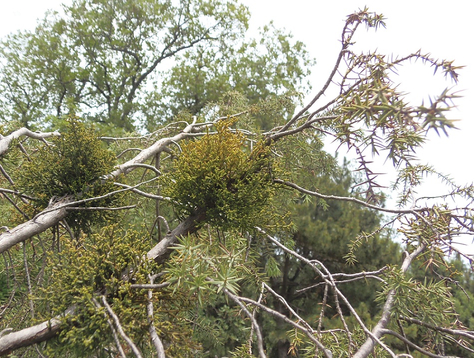 Image of Arceuthobium oxycedri specimen.