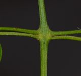 Jasminum polyanthum