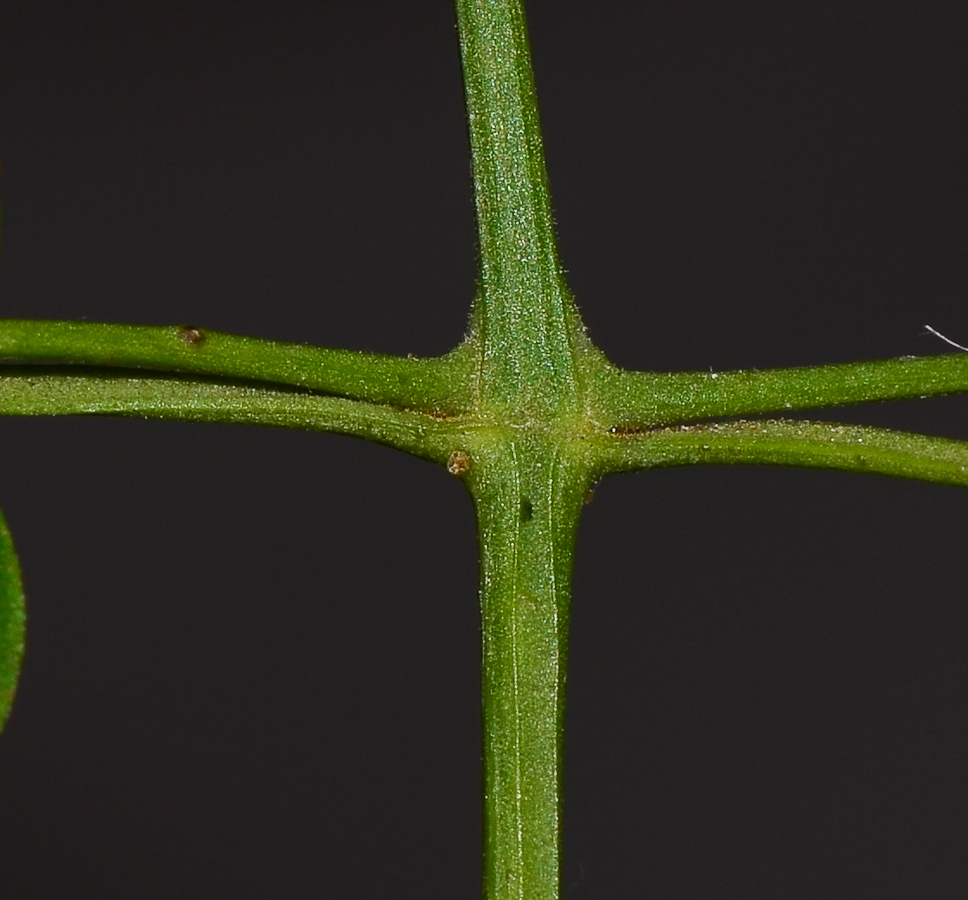 Image of Jasminum polyanthum specimen.