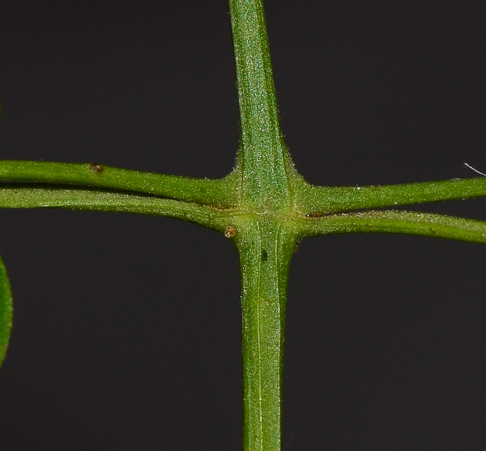 Изображение особи Jasminum polyanthum.