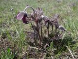 Pulsatilla ucrainica