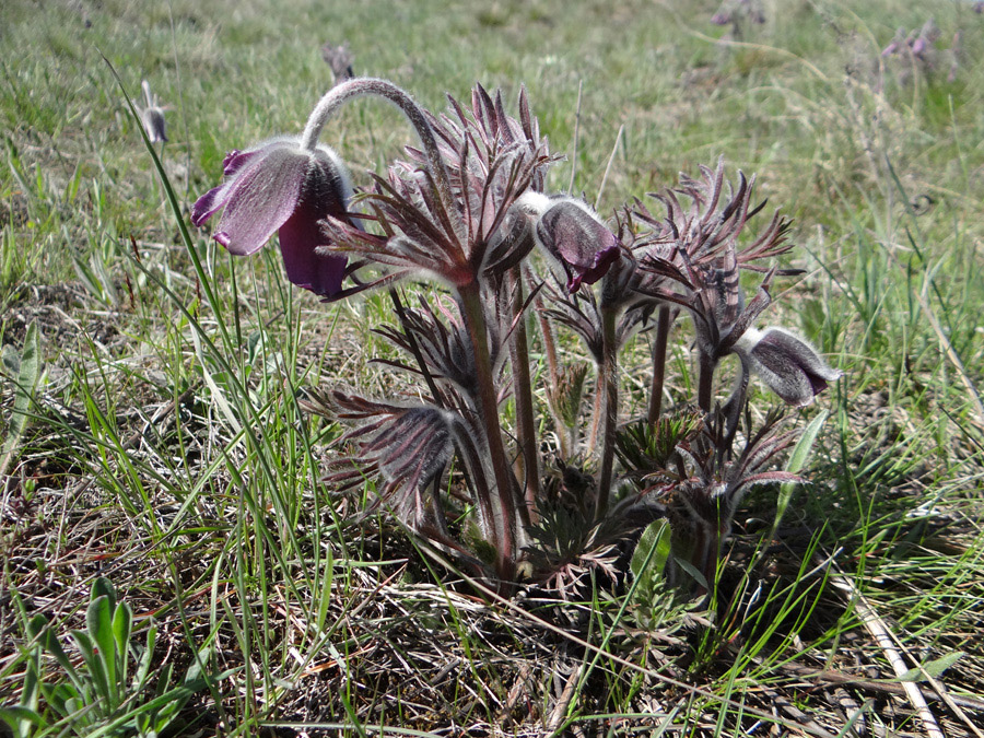 Image of Pulsatilla ucrainica specimen.