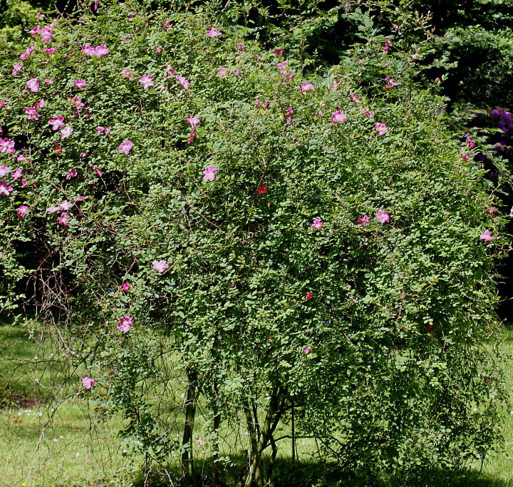 Image of Rosa webbiana specimen.