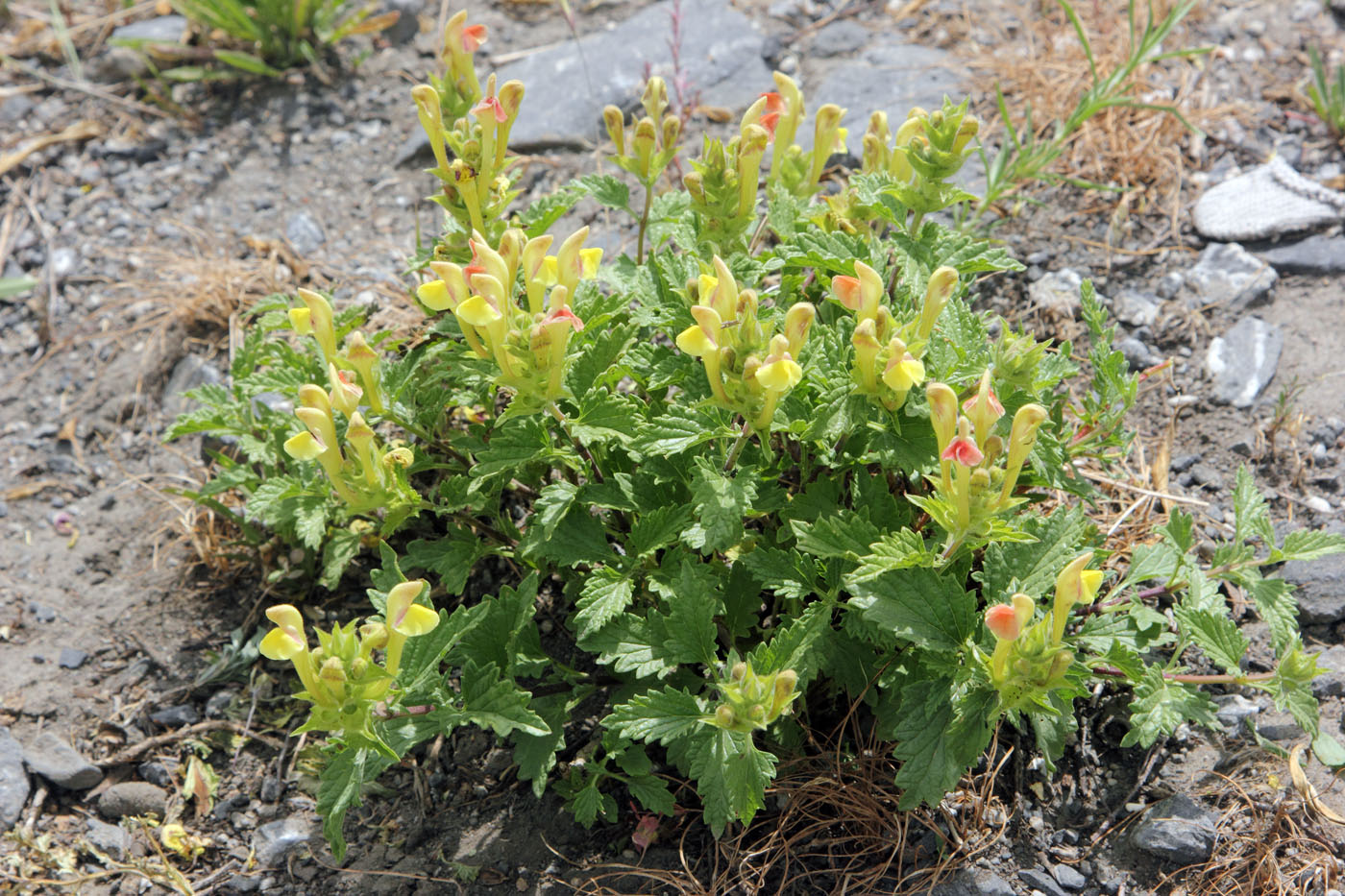 Изображение особи Scutellaria adenostegia.