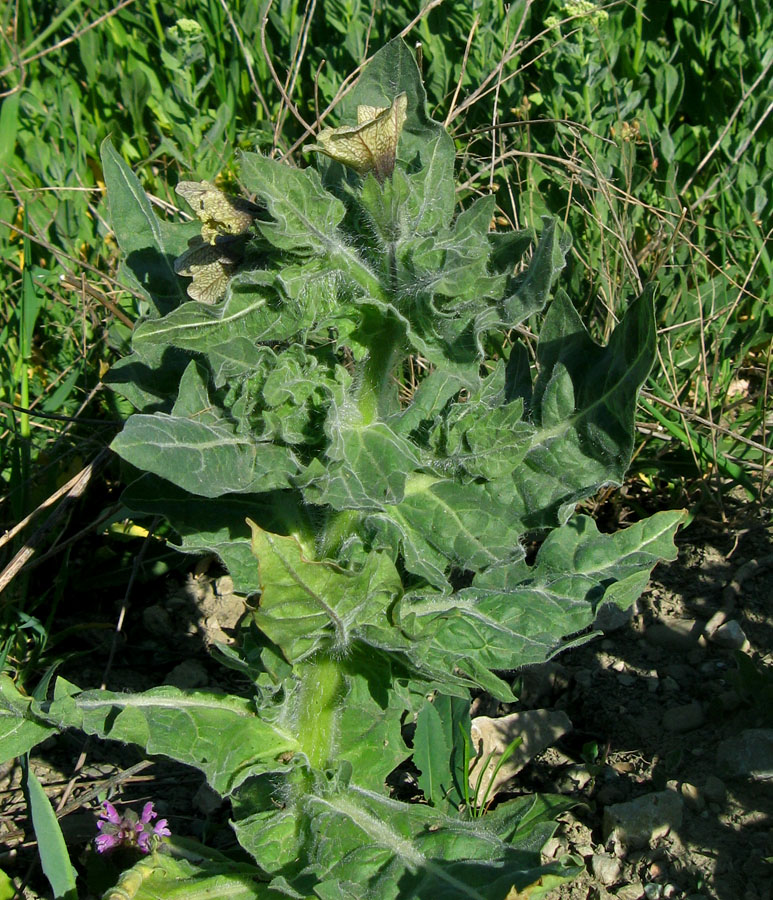Image of Hyoscyamus niger specimen.