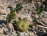 Medicago orbicularis