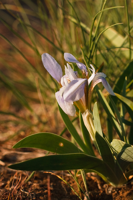 Image of Iris scariosa specimen.