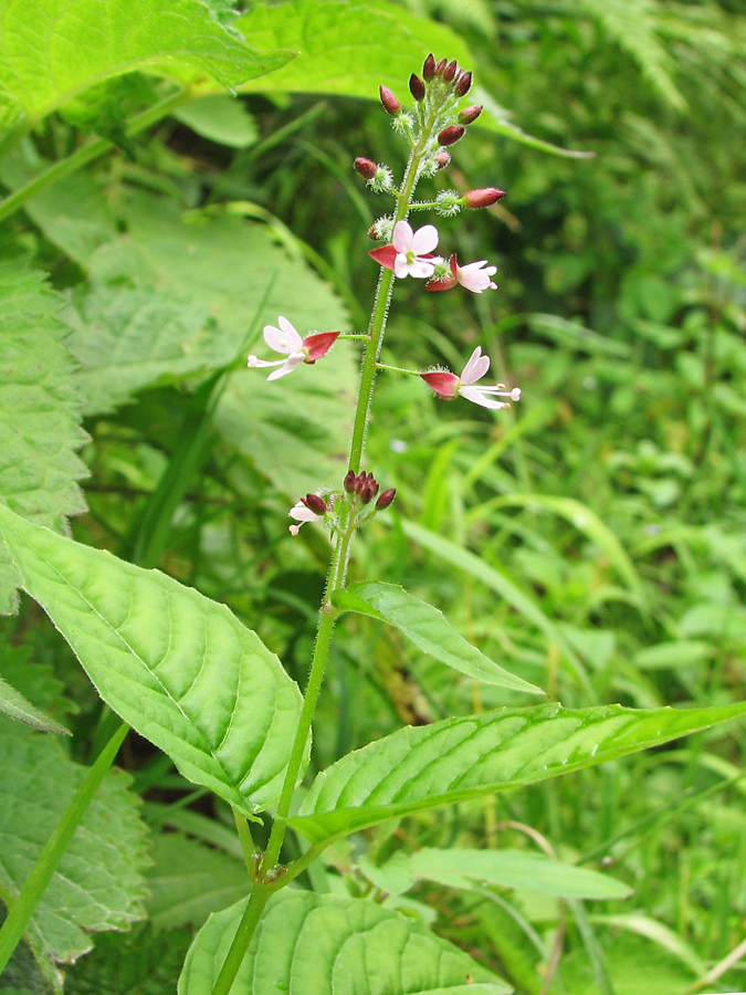 Image of Circaea lutetiana specimen.