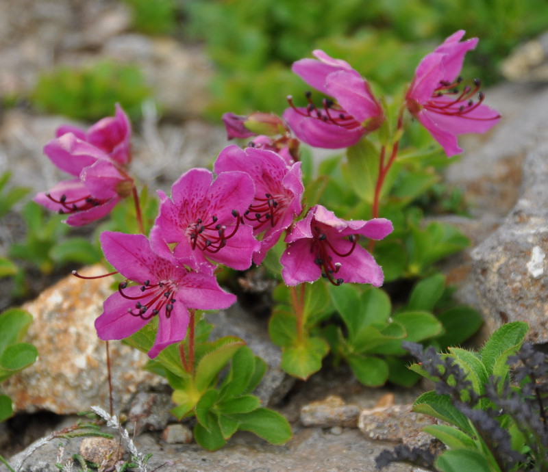 Image of Rhododendron camtschaticum specimen.