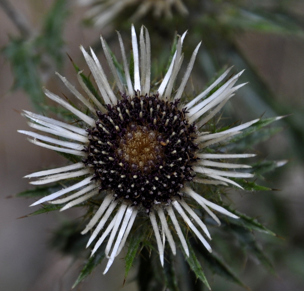 Изображение особи Carlina intermedia.