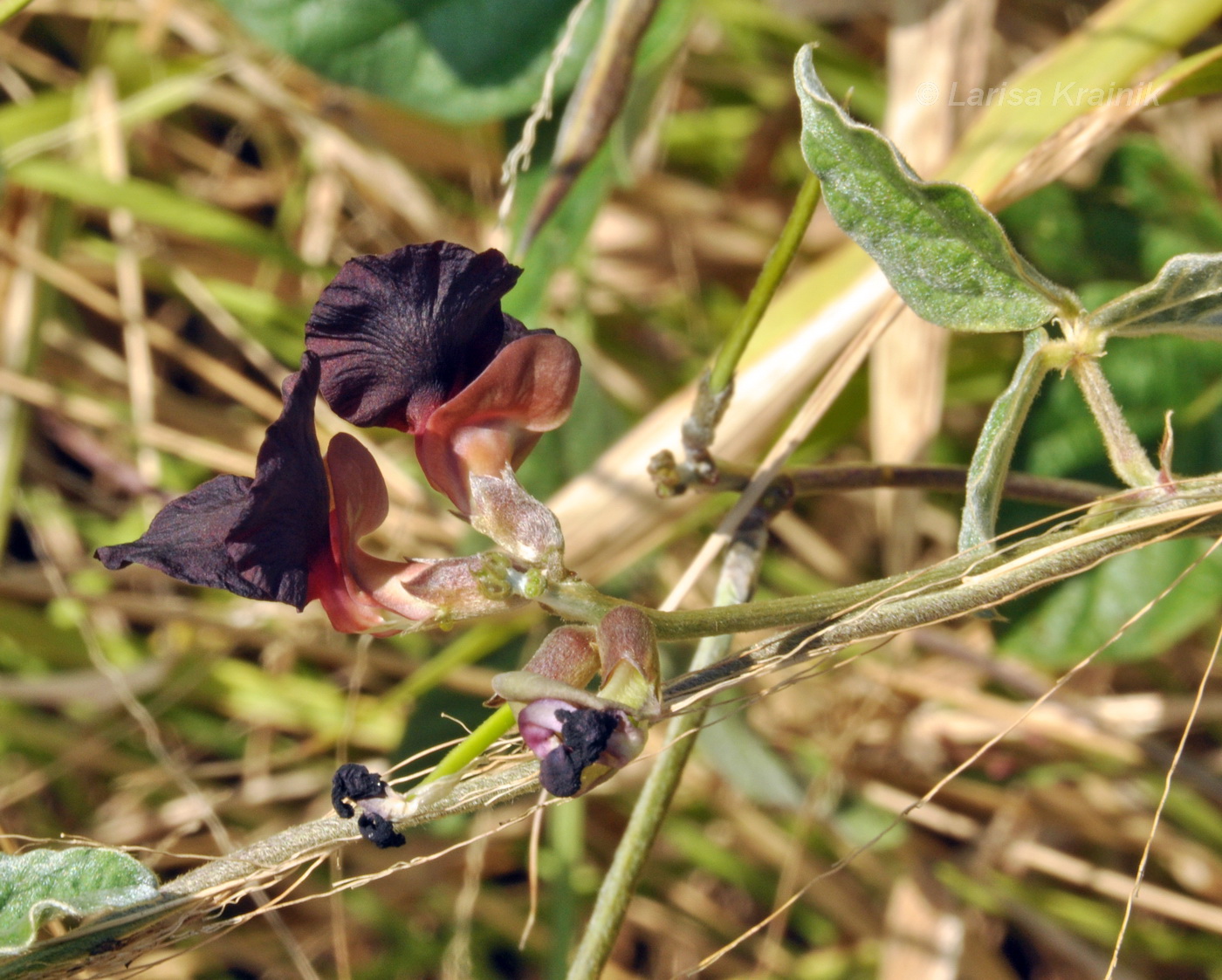 Изображение особи Macroptilium atropurpureum.