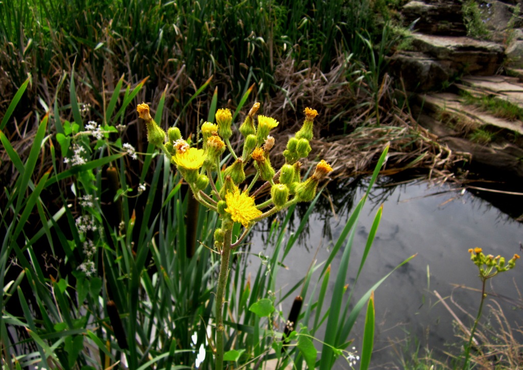 Image of Sonchus palustris specimen.