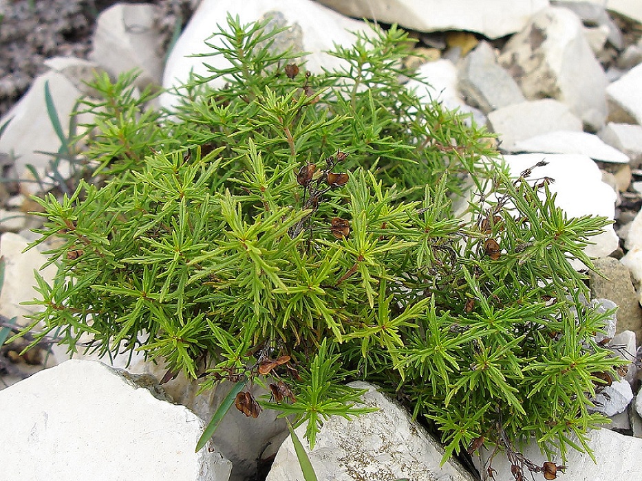 Image of Veronica filifolia specimen.