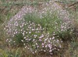 Convolvulus pseudocantabrica