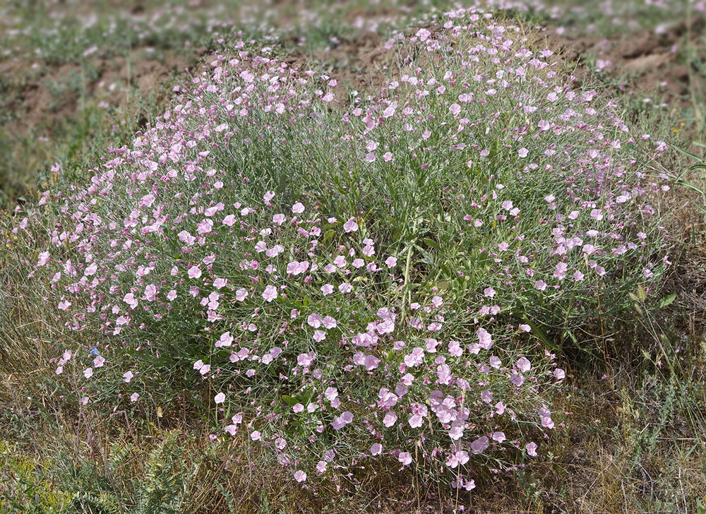 Изображение особи Convolvulus pseudocantabrica.