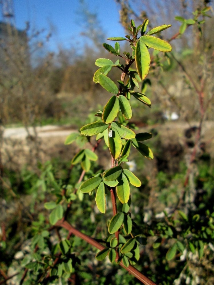 Изображение особи Melilotus officinalis.