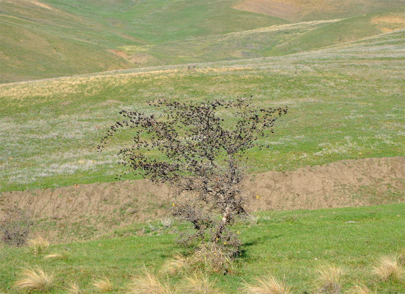 Image of Crataegus pentagyna specimen.