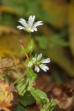Cerastium holosteum