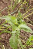 Sonchus oleraceus