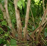 Deutzia coreana