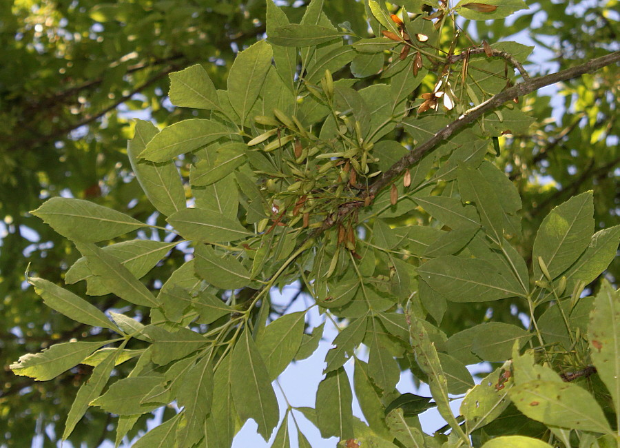 Изображение особи Fraxinus velutina var. coriacea.