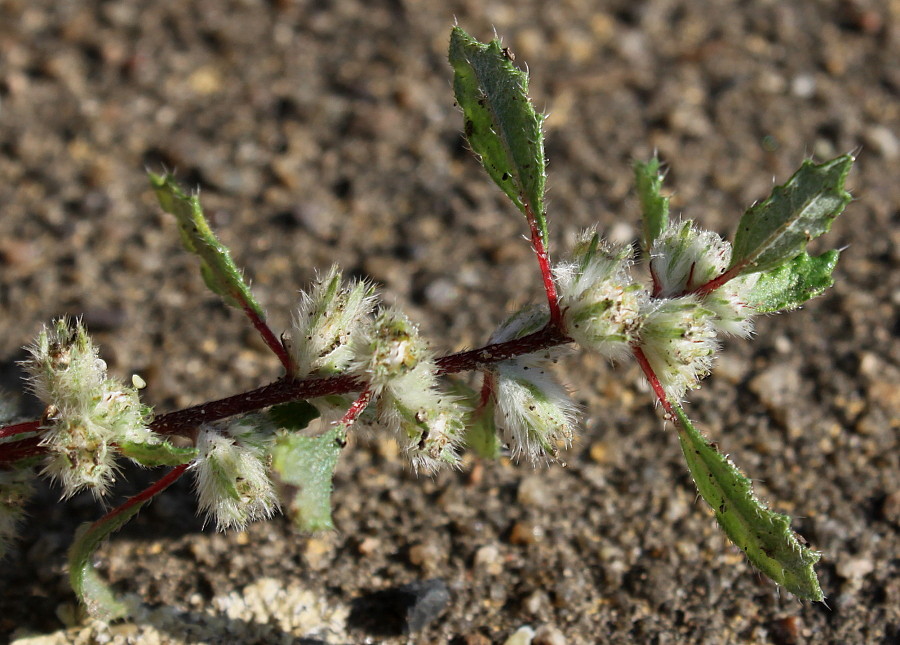 Изображение особи Forsskaolea angustifolia.