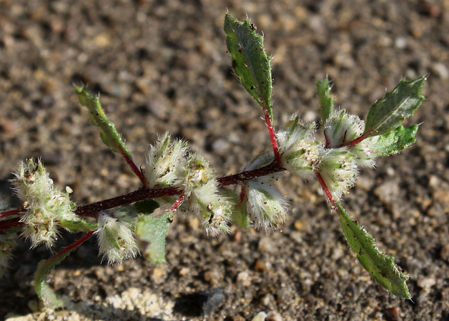 Image of Forsskaolea angustifolia specimen.