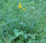 Ligularia sibirica