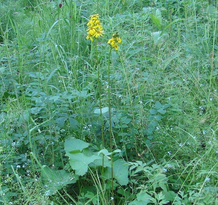 Изображение особи Ligularia sibirica.