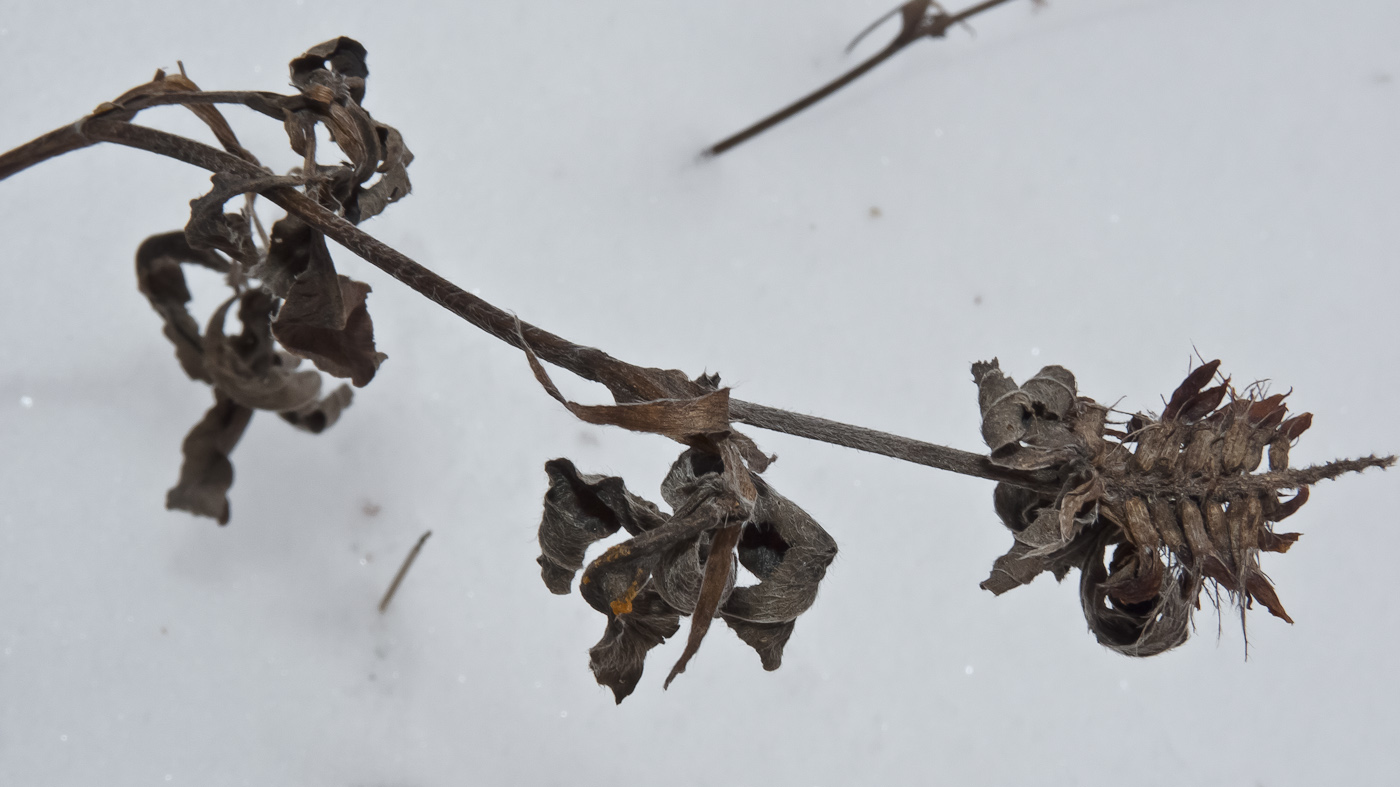 Image of Trifolium medium specimen.