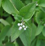 Ageratum conyzoides. Верхушка побега с соцветиями. Сокотра, вади Айхафт. 05.01.2014.