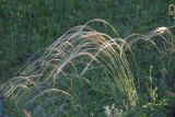 Stipa pennata. Цветущее растение. Пермский край, Кунгурский р-н, окр. с. Филипповка, северная часть Кунгурской лесостепи. 13.06.2013.