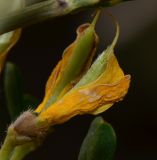 Image of taxon representative. Author is Татьяна Мальчинская